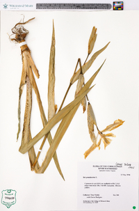 Iris pseudacorus image