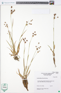 Luzula bulbosa image