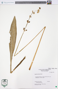 Sagittaria falcata image