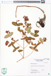 Hypericum virginicum image