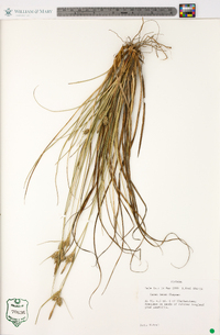Carex tenax image