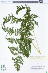 Macrothelypteris torresiana image