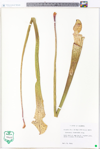 Sarracenia drummondii image