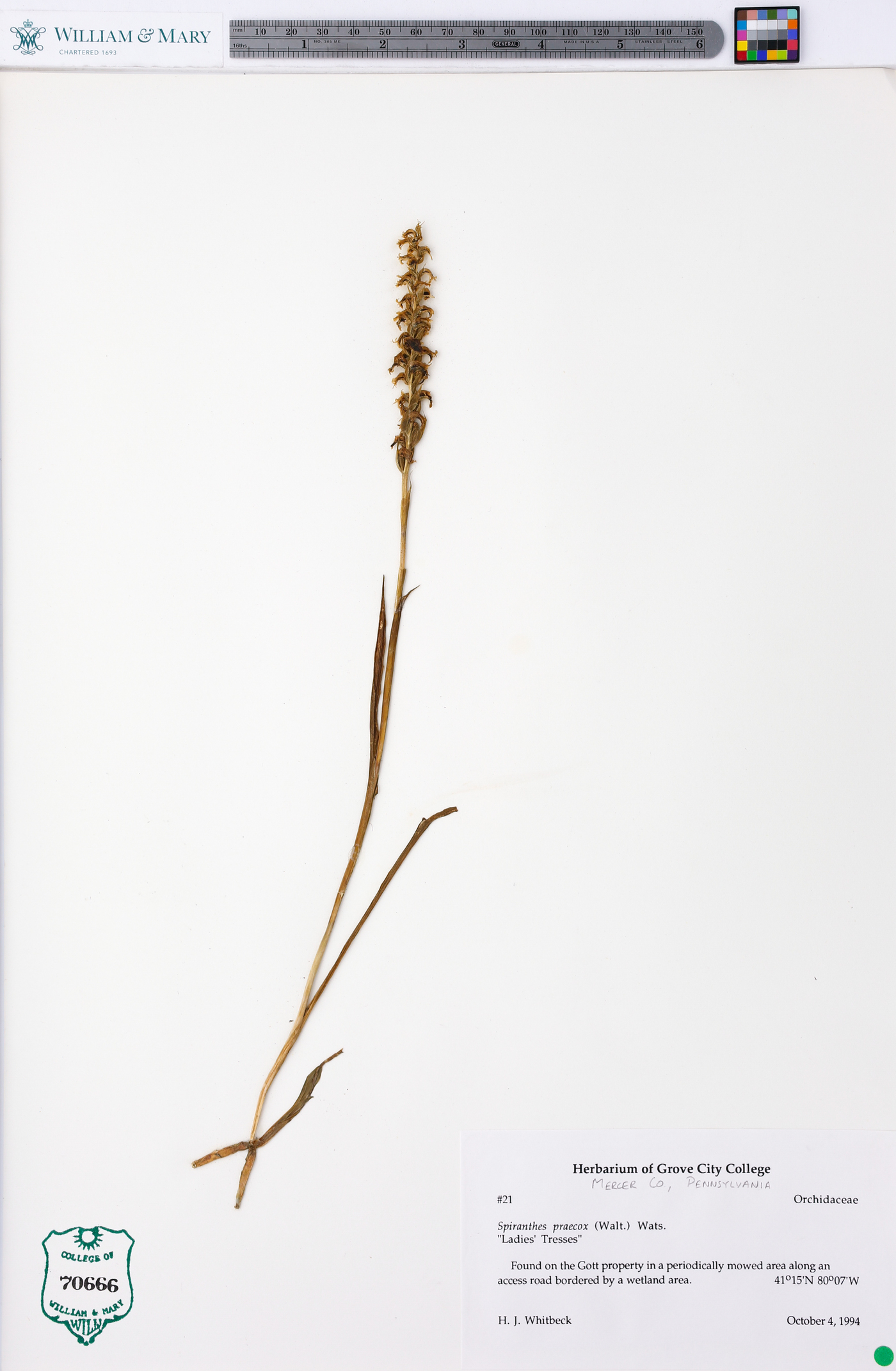 Spiranthes incurva image