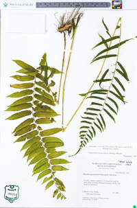 Athyrium pycnocarpon image