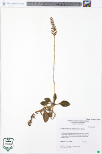 Goodyera pubescens image