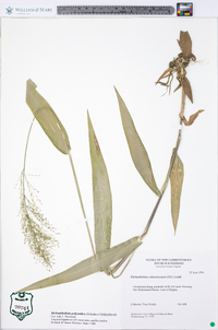 Dichanthelium polyanthes image