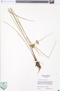 Cyperus pseudovegetus image