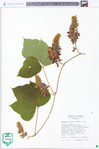 Pueraria montana image