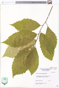 Castanea dentata image