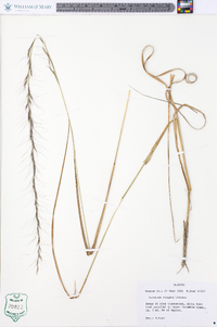 Festuca obtusa image