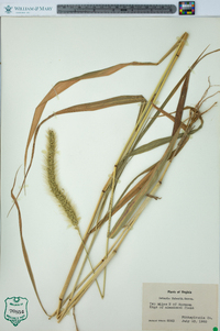 Setaria faberi image