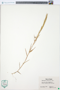 Gymnopogon brevifolius image