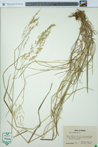 Poa trivialis image