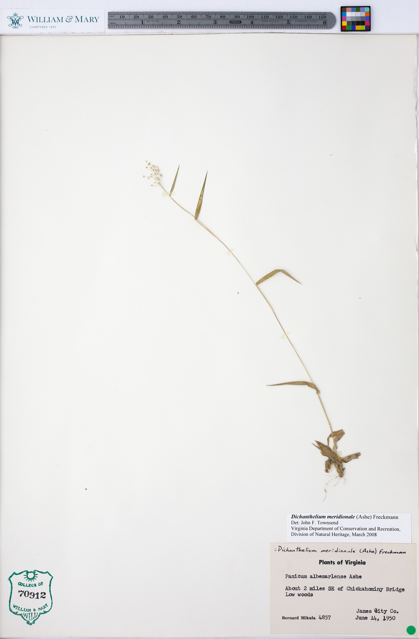 Dichanthelium meridionale image