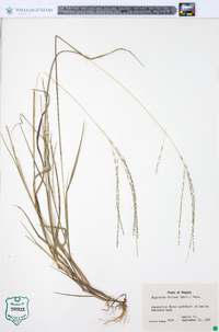 Digitaria villosa image