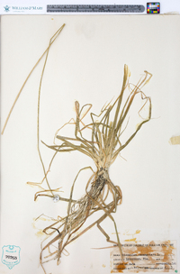 Eriocaulon decangulare image