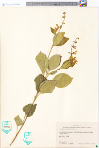 Salvia urticifolia image