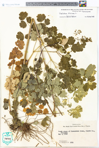 Thalictrum dioicum image