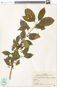 Euonymus atropurpureus image