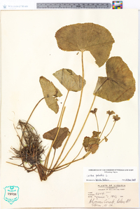 Caltha palustris image