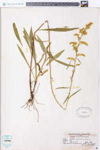 Solidago pinetorum image