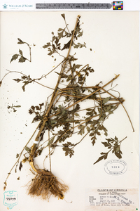 Bidens bipinnata image