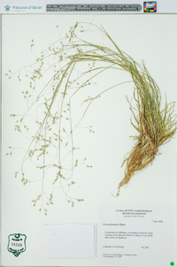 Poa autumnalis image