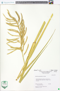 Spartina cynosuroides image