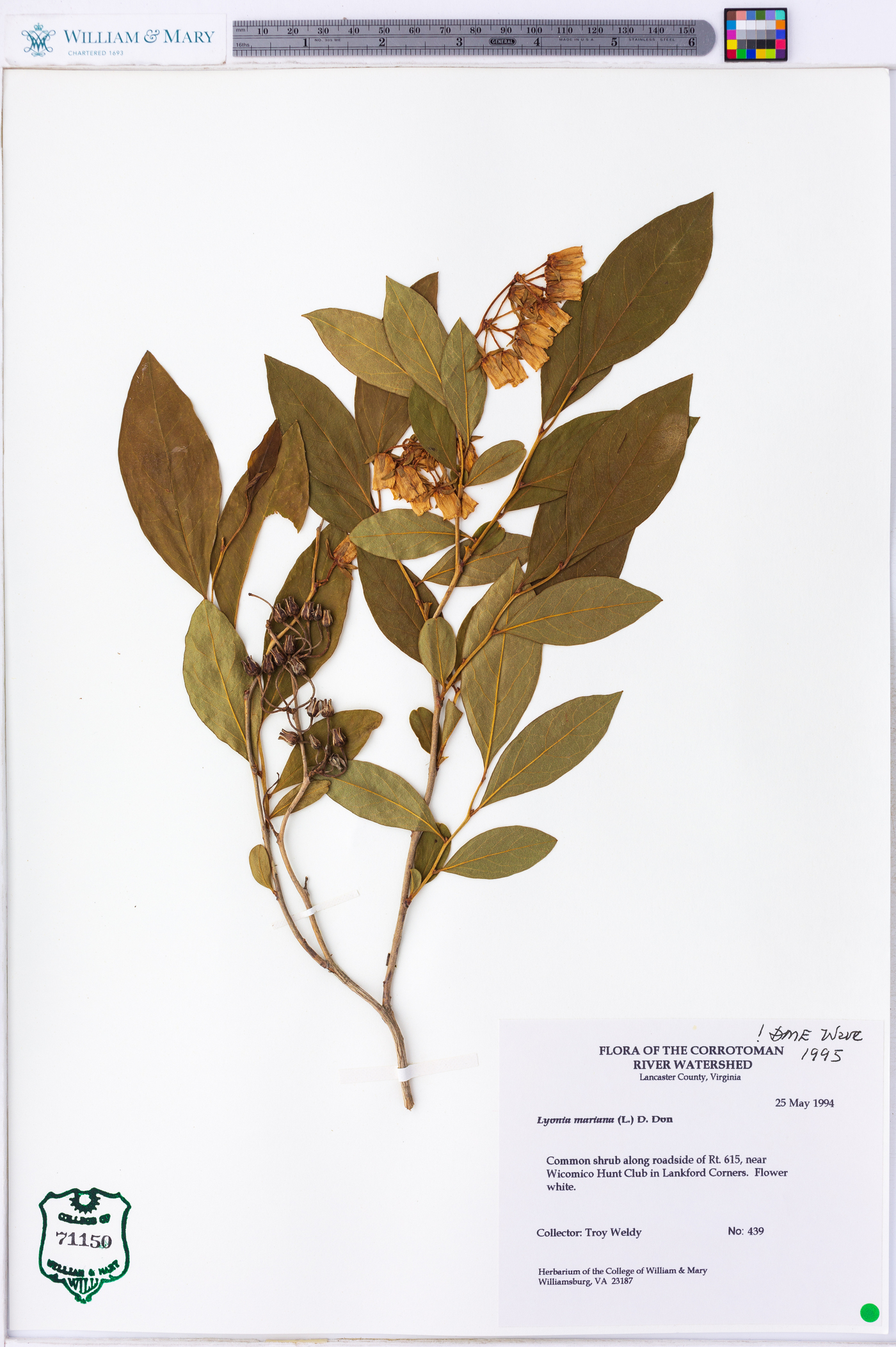 Lyonia mariana image