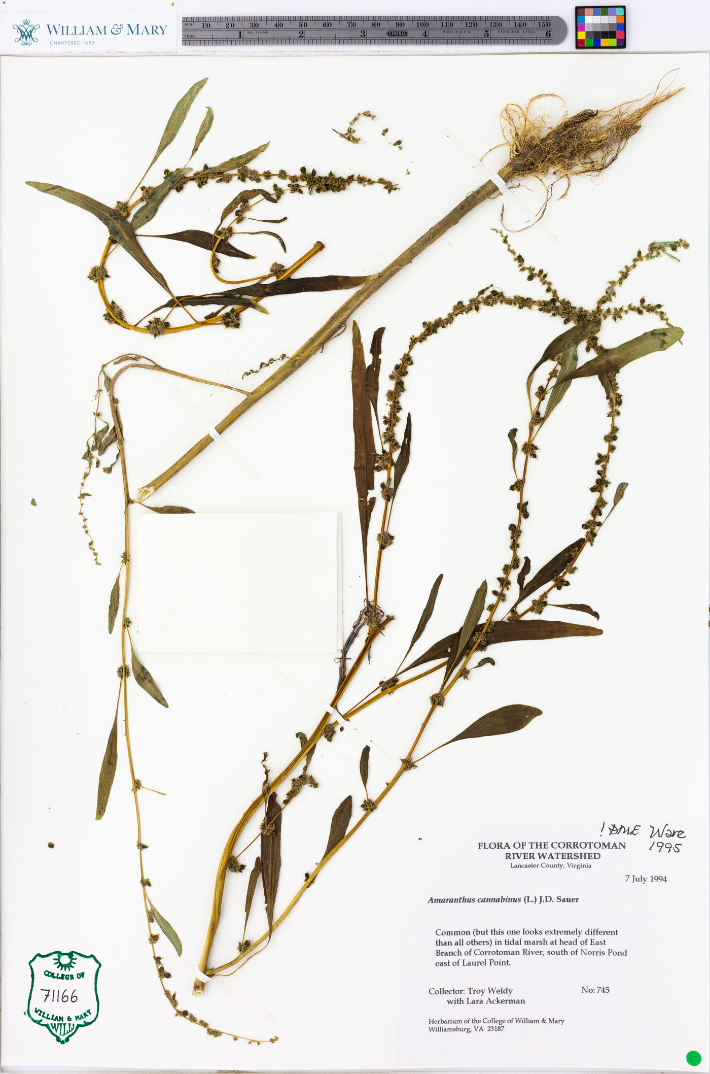 Amaranthus cannabinus image