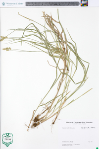 Carex normalis image