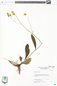 Hieracium venosum image