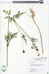 Bidens bipinnata image