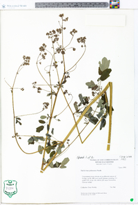 Thalictrum pubescens image