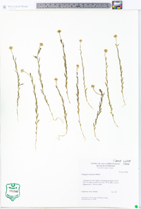 Polygala mariana image