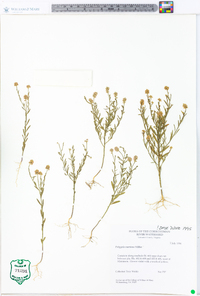 Polygala mariana image