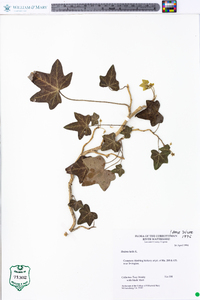 Hedera helix image