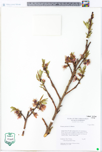 Prunus persica image