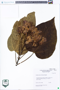 Catalpa speciosa image