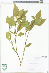 Solanum ptychanthum image