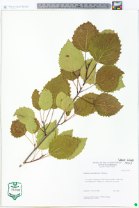 Populus grandidentata image