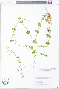 Galium pilosum image