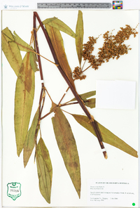 Rumex verticillatus image