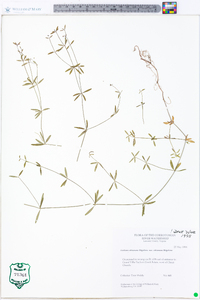 Galium obtusum image