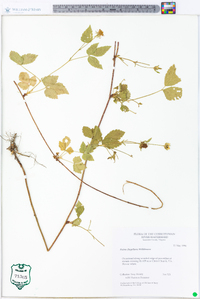 Rubus flagellaris image