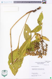 Parthenium integrifolium image