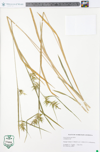 Carex lonchocarpa image