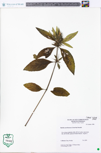 Ruellia caroliniensis image