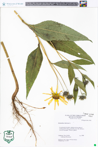 Helianthus tuberosus image